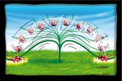 VWV Käfer im Starkwind