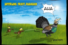 HVK speerling trifft auahahn